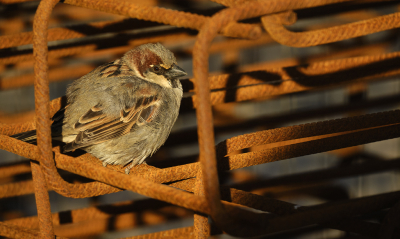 <i class='fa fa-user'></i> josephine |   Huismus  <i class='fa fa-eye'> 111</i>  <i class='fa fa-thumbs-up'> 1</i>   <i class='fa fa-comment-o'> 15</i>