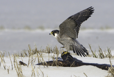 <i class='fa fa-user'></i> martin lok |   Slechtvalk  <i class='fa fa-eye'> 492</i>  <i class='fa fa-thumbs-up'> 14</i>   <i class='fa fa-comment-o'> 4</i>