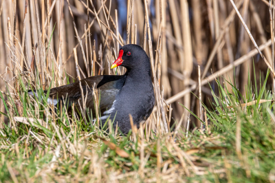 Na het maken van foto's aan de Nedereindse Plas wilde ik net naar huis gaan toen deze Waterhoen plotseling uit het riet de kant op kwam. Zo een 3 meter vanaf mijn geparkeerde auto. Hij keek naar links, hij keek naar rechts en dook weer terug in het water.