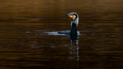 De lokale Aalscholver, in prachtkleed, maakte een rondje en dook voor wat door de zon beschenen bomen op, waardoor de achtergrond fraai bruin kleurde. Hierdoor kwamen de koude, blauw-zwarte tonen van de vogel extra goed uit.