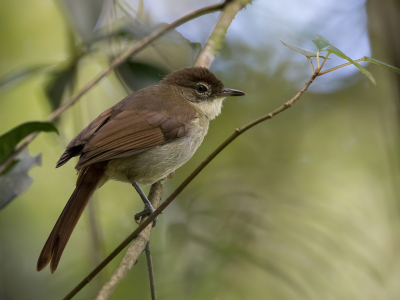 <i class='fa fa-user'></i> Paul van Giersbergen |   Keniaanse Loofbuulbuul  <i class='fa fa-eye'> 161</i>   <i class='fa fa-comment-o'> 1</i>