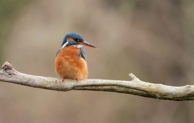 Na lange tijd is deze ijsvogel weer terug op haar vaste stek. Even ben ik bang geweest of ze de koude winter week wel zou redden. Ook het mannetje heb is een paar keer langs gekomen. Ik hoop op een ijsvogel-rijke zomer!