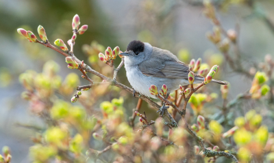 <i class='fa fa-user'></i> BasvanGennip |   Zwartkop  <i class='fa fa-eye'> 231</i>  <i class='fa fa-thumbs-up'> 3</i>   <i class='fa fa-comment-o'> 4</i>