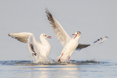 <i class='fa fa-user'></i> Katoo |   Kokmeeuw  <i class='fa fa-eye'> 317</i>  <i class='fa fa-thumbs-up'> 26</i>   <i class='fa fa-comment-o'> 16</i>