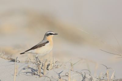 <i class='fa fa-user'></i> Henk Wiebe van der Meulen |   Tapuit  <i class='fa fa-eye'> 294</i>  <i class='fa fa-thumbs-up'> 17</i>   <i class='fa fa-comment-o'> 8</i>
