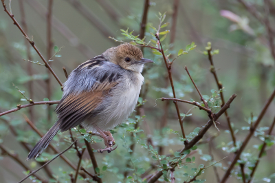 <i class='fa fa-user'></i> Paul van Giersbergen |   Heuglins Graszanger  <i class='fa fa-eye'> 153</i>  <i class='fa fa-thumbs-up'> 1</i>   <i class='fa fa-comment-o'> 1</i>