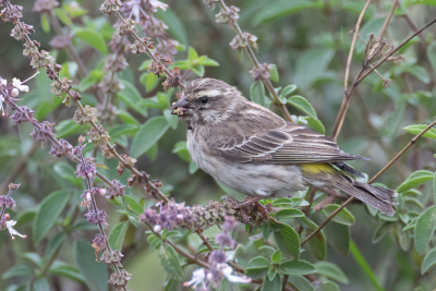<i class='fa fa-user'></i> Paul van Giersbergen |   Reichenows Kanarie  <i class='fa fa-eye'> 152</i>   <i class='fa fa-comment-o'> 1</i>