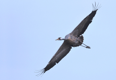 Een 2e upload van de Kraanvogel. Ik was voorbereid op het vastleggen van vluchtmomenten want er naderden 2 kleurrijk geklede vogelaars in de verte om met hun handcameraatje ook de Kraanvogel te fotograferen. Mooi niet dus. Camera klaar .... vliegen maar .....was het voor mij, en daar ging ie ...op de wieken met dit als resultaat. Zo zie je maar weer, elk nadeel heeft zijn voordeel.