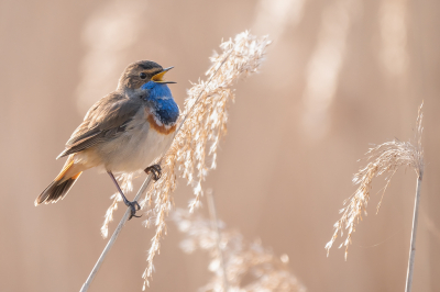 <i class='fa fa-user'></i> Vincent Vuik |   Blauwborst  <i class='fa fa-eye'> 408</i>  <i class='fa fa-thumbs-up'> 22</i>   <i class='fa fa-comment-o'> 17</i>