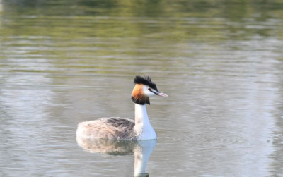 Deze fuut zwom in het kanaal Mechelen-Leuven, foto genomen plat op de buik