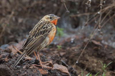 <i class='fa fa-user'></i> Paul van Giersbergen |   Roodkeellangklauw  <i class='fa fa-eye'> 224</i>  <i class='fa fa-thumbs-up'> 2</i>   <i class='fa fa-comment-o'> 2</i>