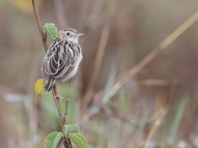 <i class='fa fa-user'></i> Paul van Giersbergen |   Borstvlekgraszanger  <i class='fa fa-eye'> 187</i>  <i class='fa fa-thumbs-up'> 2</i>   <i class='fa fa-comment-o'> 1</i>