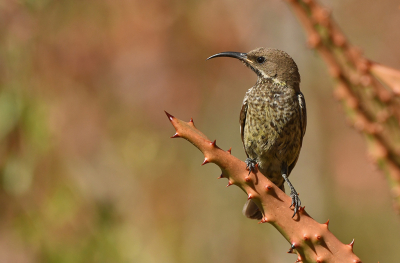 <i class='fa fa-user'></i> Eric Gibcus |   Maricohoningzuiger  <i class='fa fa-eye'> 134</i>  <i class='fa fa-thumbs-up'> 1</i>   <i class='fa fa-comment-o'> 0</i>