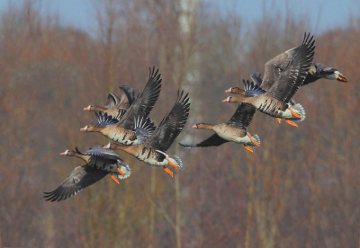 Ganzen vind ik eigenlijk alleen maar leuk in de vlucht. Maar dat is weer latig om te fotograferen. Vaak krijg je dan een onrustige foto met een wirwar van vogelonderdelen, vooral als een grote groep op de wieken gat. Soms, met een klein koppeltje, lukt het wel.