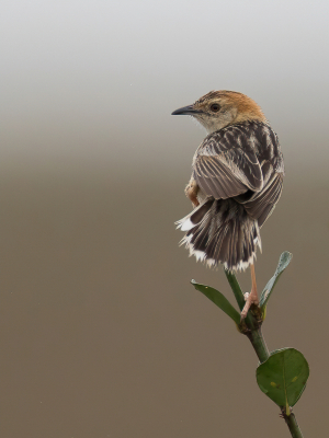 <i class='fa fa-user'></i> Paul van Giersbergen |   Grote Graszanger  <i class='fa fa-eye'> 163</i>  <i class='fa fa-thumbs-up'> 7</i>   <i class='fa fa-comment-o'> 4</i>