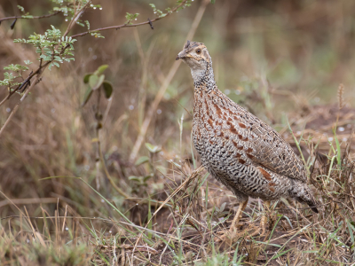 <i class='fa fa-user'></i> Paul van Giersbergen |   Shelleys Frankolijn  <i class='fa fa-eye'> 153</i>  <i class='fa fa-thumbs-up'> 1</i>   <i class='fa fa-comment-o'> 3</i>