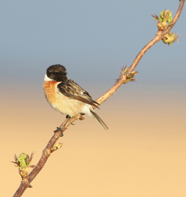 <i class='fa fa-user'></i> horneman69 |   Roodborsttapuit  <i class='fa fa-eye'> 130</i>   <i class='fa fa-comment-o'> 17</i>