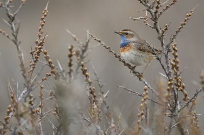 <i class='fa fa-user'></i> Wil Doorn-Meijne |   Blauwborst  <i class='fa fa-eye'> 396</i>  <i class='fa fa-thumbs-up'> 23</i>   <i class='fa fa-comment-o'> 21</i>