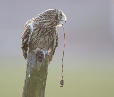 <i class='fa fa-user'></i> Jan P |   Velduil  <i class='fa fa-eye'> 556</i>  <i class='fa fa-thumbs-up'> 23</i>   <i class='fa fa-comment-o'> 13</i>