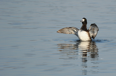 <i class='fa fa-user'></i> Eric Gibcus |   Kleine Topper  <i class='fa fa-eye'> 271</i>   <i class='fa fa-comment-o'> 3</i>