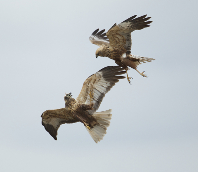 <i class='fa fa-user'></i> anevanrees |   Bruine Kiekendief  <i class='fa fa-eye'> 302</i>  <i class='fa fa-thumbs-up'> 17</i>   <i class='fa fa-comment-o'> 9</i>