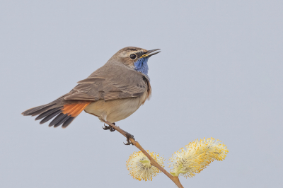 Ook weer mijn eerste blauwborst gespot.
Zat vrolijk te zingen in een wilgeenstruik.