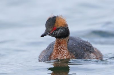 <i class='fa fa-user'></i> Rob Belterman |   Kuifduiker  <i class='fa fa-eye'> 330</i>  <i class='fa fa-thumbs-up'> 10</i>   <i class='fa fa-comment-o'> 7</i>