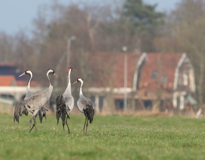 <i class='fa fa-user'></i> Alfred Berkhof |   Kraanvogel  <i class='fa fa-eye'> 345</i>  <i class='fa fa-thumbs-up'> 4</i>   <i class='fa fa-comment-o'> 13</i>