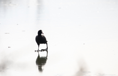 Ik ben bezig met een serie over de meerkoet met als kernwoorden onder andere "verstilling' en "verlatenheid". De foto is gemaakt in de week dat de plassen bevroren waren.