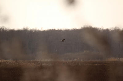 Ik heb deze foto in de Onnerpolder gemaakt onder slechte omstandigheden het was een regenachtige middag zonder zon. Niet de meest ideale omstandigheden met mijn camera en lens. toch ben ik wel tevreden.