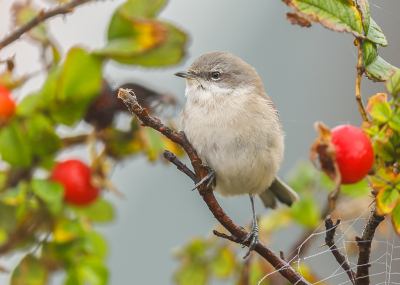 <i class='fa fa-user'></i> Katoo |   Humes Braamsluiper  <i class='fa fa-eye'> 325</i>  <i class='fa fa-thumbs-up'> 13</i>   <i class='fa fa-comment-o'> 13</i>