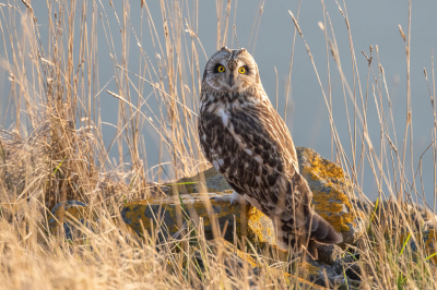 <i class='fa fa-user'></i> pjvantuil |   Velduil  <i class='fa fa-eye'> 322</i>  <i class='fa fa-thumbs-up'> 23</i>   <i class='fa fa-comment-o'> 12</i>