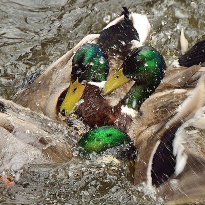 <i class='fa fa-user'></i> josephine |   Wilde Eend  <i class='fa fa-eye'> 293</i>  <i class='fa fa-thumbs-up'> 9</i>   <i class='fa fa-comment-o'> 14</i>