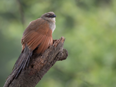 <i class='fa fa-user'></i> Paul van Giersbergen |   Wenkbrauwspoorkoekoek  <i class='fa fa-eye'> 199</i>  <i class='fa fa-thumbs-up'> 6</i>   <i class='fa fa-comment-o'> 4</i>