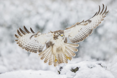 <i class='fa fa-user'></i> Frokkel |   Buizerd  <i class='fa fa-eye'> 351</i>  <i class='fa fa-thumbs-up'> 15</i>   <i class='fa fa-comment-o'> 6</i>