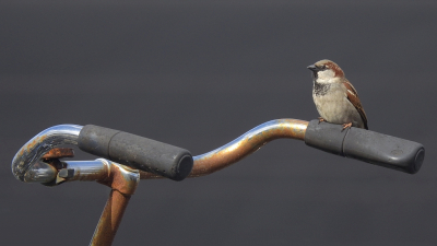 <i class='fa fa-user'></i> sieb |   Huismus  <i class='fa fa-eye'> 323</i>  <i class='fa fa-thumbs-up'> 24</i>   <i class='fa fa-comment-o'> 13</i>