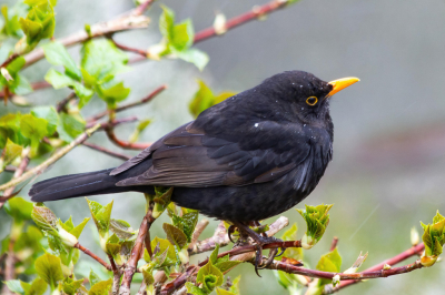 <i class='fa fa-user'></i> Jan Lohman |   Merel  <i class='fa fa-eye'> 119</i>   <i class='fa fa-comment-o'> 18</i>