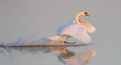 <i class='fa fa-user'></i> pjvantuil |   Knobbelzwaan  <i class='fa fa-eye'> 214</i>  <i class='fa fa-thumbs-up'> 1</i>   <i class='fa fa-comment-o'> 10</i>