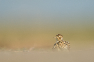 <i class='fa fa-user'></i> Conny Schotanus |   Veldleeuwerik  <i class='fa fa-eye'> 293</i>  <i class='fa fa-thumbs-up'> 20</i>   <i class='fa fa-comment-o'> 13</i>