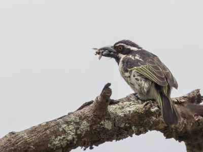 <i class='fa fa-user'></i> Paul van Giersbergen |   Rouwbaardvogel  <i class='fa fa-eye'> 172</i>  <i class='fa fa-thumbs-up'> 1</i>   <i class='fa fa-comment-o'> 1</i>