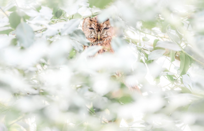 <i class='fa fa-user'></i> Hans Overduin |   Bosuil  <i class='fa fa-eye'> 359</i>  <i class='fa fa-thumbs-up'> 22</i>   <i class='fa fa-comment-o'> 9</i>