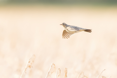 Ik mag graag 's morgens vroeg of in de avond een rondje door het land lopen bij ons voor, altijd een verrassing wat je tegenkomt. Deze keer heel weinig, maar bijna thuis vliegt deze Veldleeuwerik uit het goudgele gewas. Hij bleef even boven het gewas hangen en dook er toen weer in.