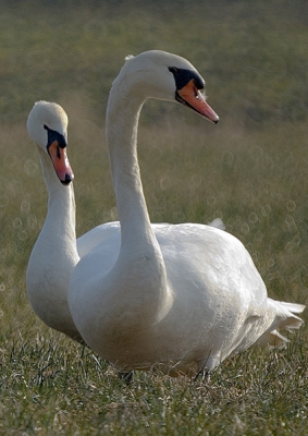 Er bivakkeren hier al een tijdje een grote groep knobbelzwanen. 2 zonderden zich af, en wilden wel even poseren....