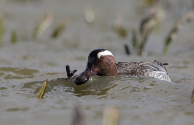 <i class='fa fa-user'></i> horneman69 |   Zomertaling  <i class='fa fa-eye'> 349</i>  <i class='fa fa-thumbs-up'> 16</i>   <i class='fa fa-comment-o'> 9</i>