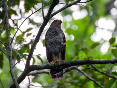 <i class='fa fa-user'></i> lodder |   Gestreepte Bosvalk  <i class='fa fa-eye'> 195</i>   <i class='fa fa-comment-o'> 2</i>