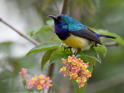 <i class='fa fa-user'></i> Paul van Giersbergen |   Ornaathoningzuiger  <i class='fa fa-eye'> 160</i>  <i class='fa fa-thumbs-up'> 5</i>   <i class='fa fa-comment-o'> 2</i>