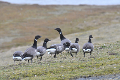 Prachtige ganzen vind ik dit. Het contrasterende zwart-wit, de roetzwarte hals met het subtiele witte spatje. Duizenden vogels overwinteren langs de Nederlandse kusten. Nu maken ze zich klaar voor vertrek naar de broedgebieden in het verre Noord-Siberi.