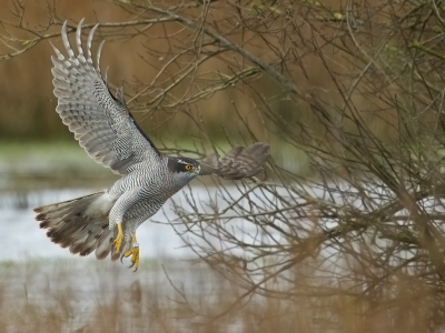 <i class='fa fa-user'></i> anevanrees |   Havik  <i class='fa fa-eye'> 405</i>  <i class='fa fa-thumbs-up'> 27</i>   <i class='fa fa-comment-o'> 20</i>