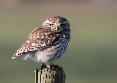 Tja....het is "maar" en vogel op een paaltje, maar hej......als je plotseling vlak naast de weg een Steenuil op een paaltje ziet zitten, wat doe je dan? Doorrijden? Terwijl de 150-600 mm naast je op de bijrijderstoel ligt?