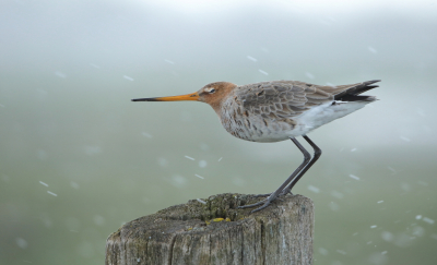 <i class='fa fa-user'></i> horneman69 |   Grutto  <i class='fa fa-eye'> 442</i>  <i class='fa fa-thumbs-up'> 28</i>   <i class='fa fa-comment-o'> 17</i>